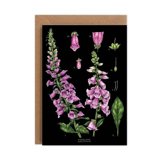 Foxglove - Black - Winterberries